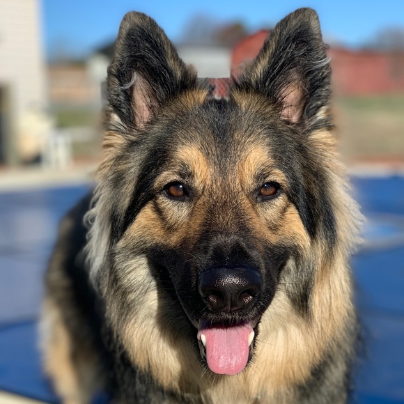 Meet your Posher, Gina - Picture 1 of 1